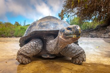 GiantTortoise_shutterstock_682808902Large.jpg