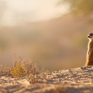 StokstaartjesKalahari-shutterstock_1496577101.jpg