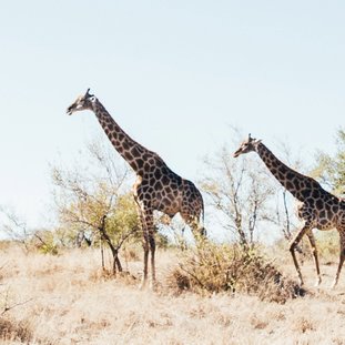 Giraffen-tobin-rogers-kdTjNVs0wQ8-unsplash.jpg