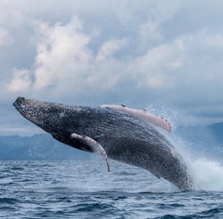 NuquiColombiawhale.jpg