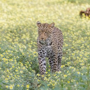 MashatuLodge-luipaardLarge.jpg