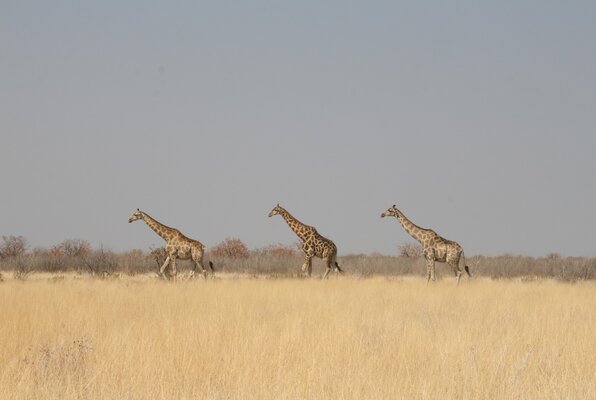 Etosha-3giraffenopeenrijJanVanSandeLarge.jpg