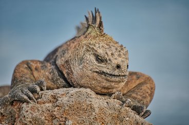 Galapagosleguaan1.jpg