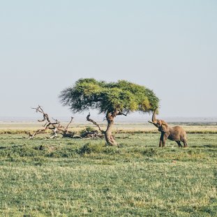 AmboseliNP-harshil-gudka-0prglfrYY08-unsplashLarge.jpg