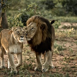 lioncouple-shutterstock_81172393large.jpg