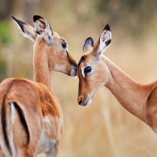 masaimara-shutterstock_132863000large.jpg