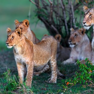 masaimara-shutterstock_245457685large.jpg