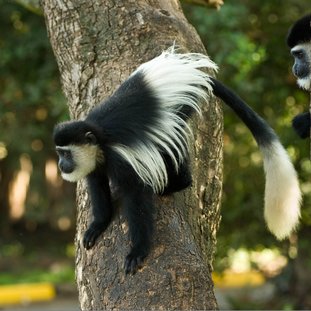 colobusmonkey-shutterstock_192358556.jpg