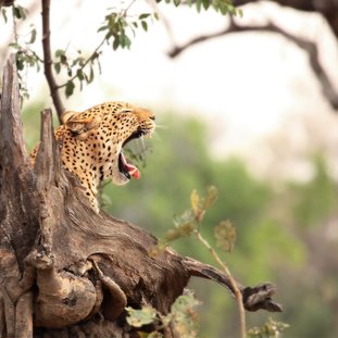 southluangwa-shutterstock_1535989109large.jpg