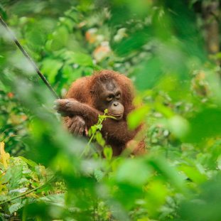 sandakan-shutterstock_1053764384large.jpg