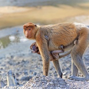 kotakinabalu-neusaap-shutterstock_156466655large.jpg