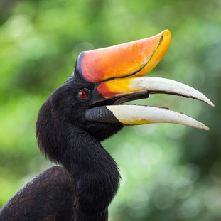 Hornbill_shutterstock_366982934Large.jpg