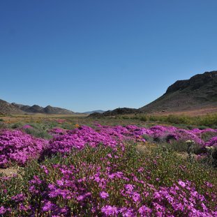 bloemengoegap7.jpg