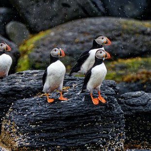 Puffins_IcelandLarge.jpg