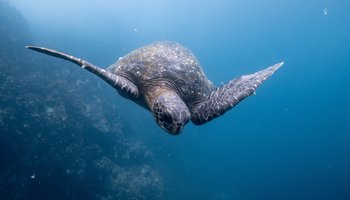 GALAPAGOS_dustin-haney-s6B6mlgqIjk-unsplashLarge.jpg