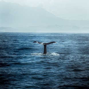 Kaikoura_walvis_Nieuw-ZeelandLarge.jpg