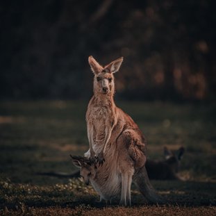 KangoorooAustrali.jpg