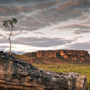 Kakadu_Australia_Large.jpg