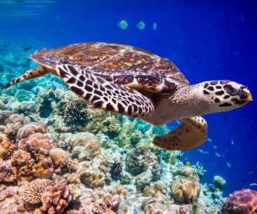 SCHILDPADDENMADAGASKARshutterstock_211822132site.jpg