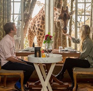 GiraffeKENIA-Activities-P-Breakfast-feeding-Garden-Manor.jpg