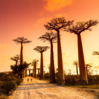 Madagaskar