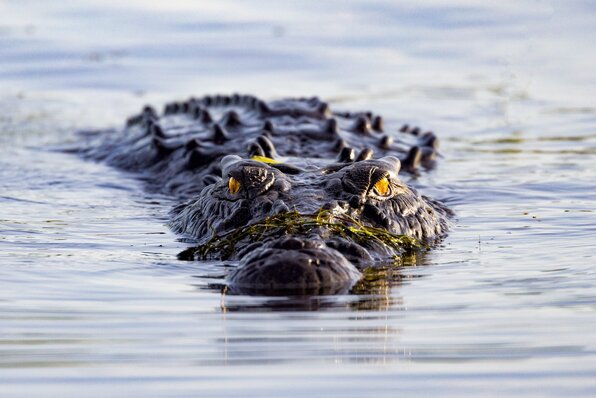5 krokodiltopend-CreditTourismAustralia.jpg