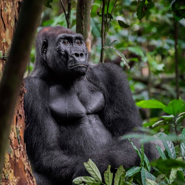 Gabon