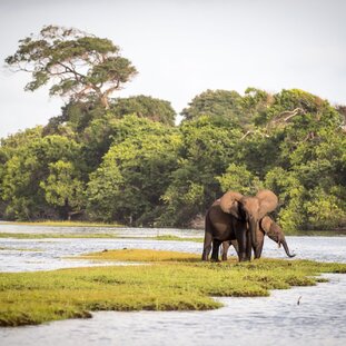 forestelephantlowerLouri.jpg
