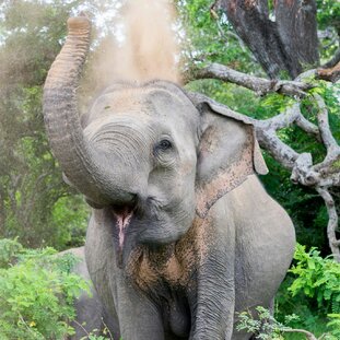 Yala_mahesh-prabahath-J9H0_zTJerE-unsplash.jpg