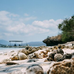 Menjangan_jannes-glas-shhklEpCc4k-unsplash.jpg